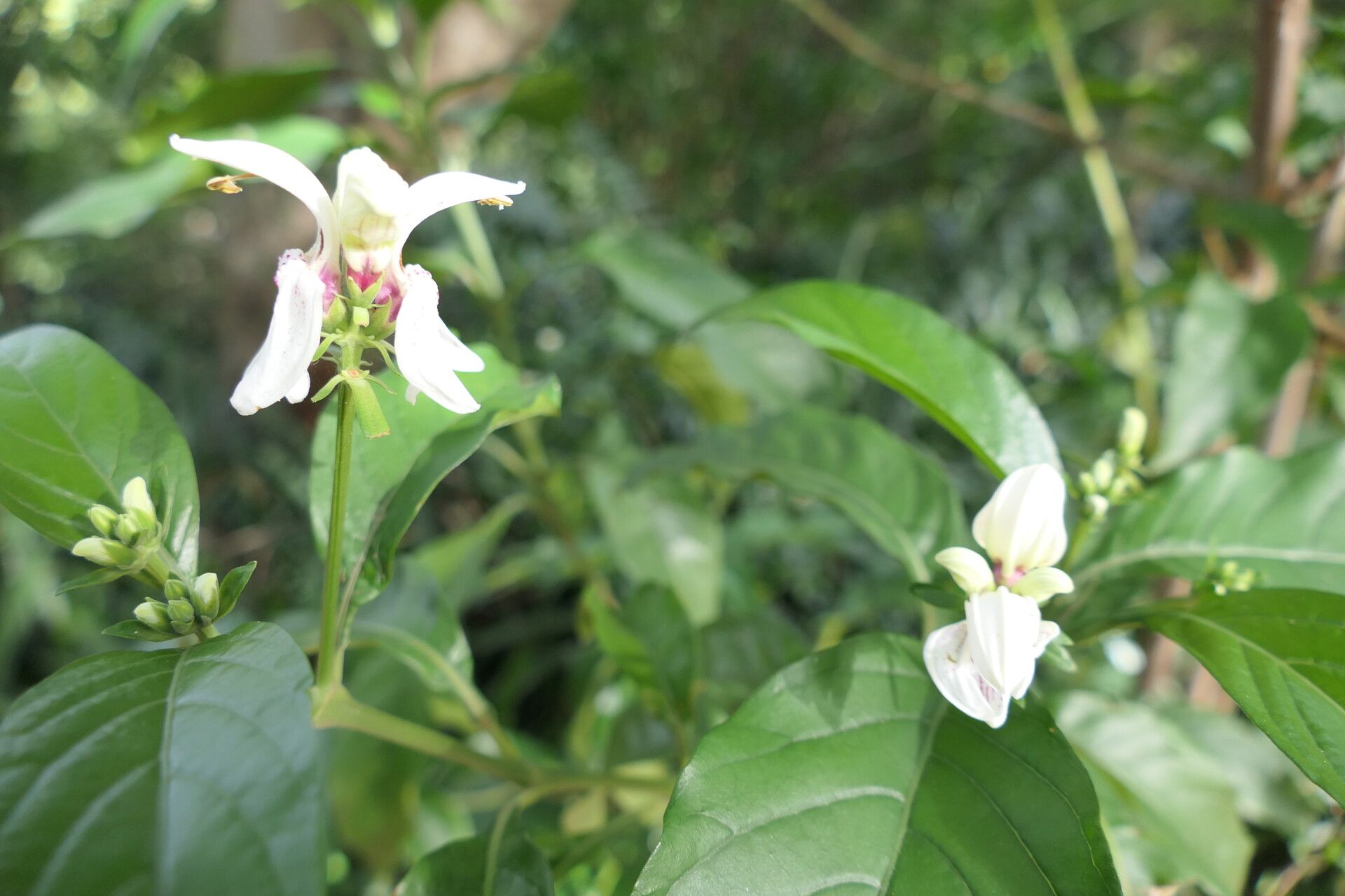 Justicia adhatodoides flower