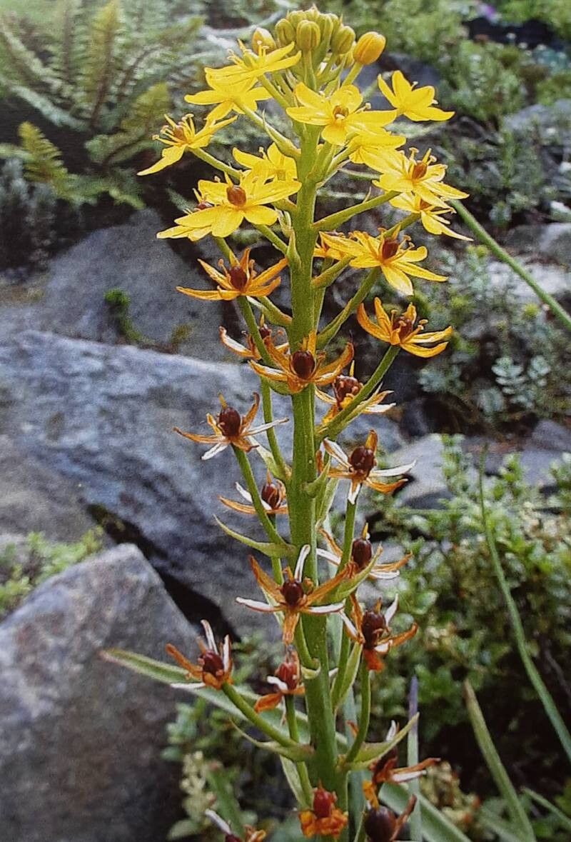 Bulbinella hookeri habit