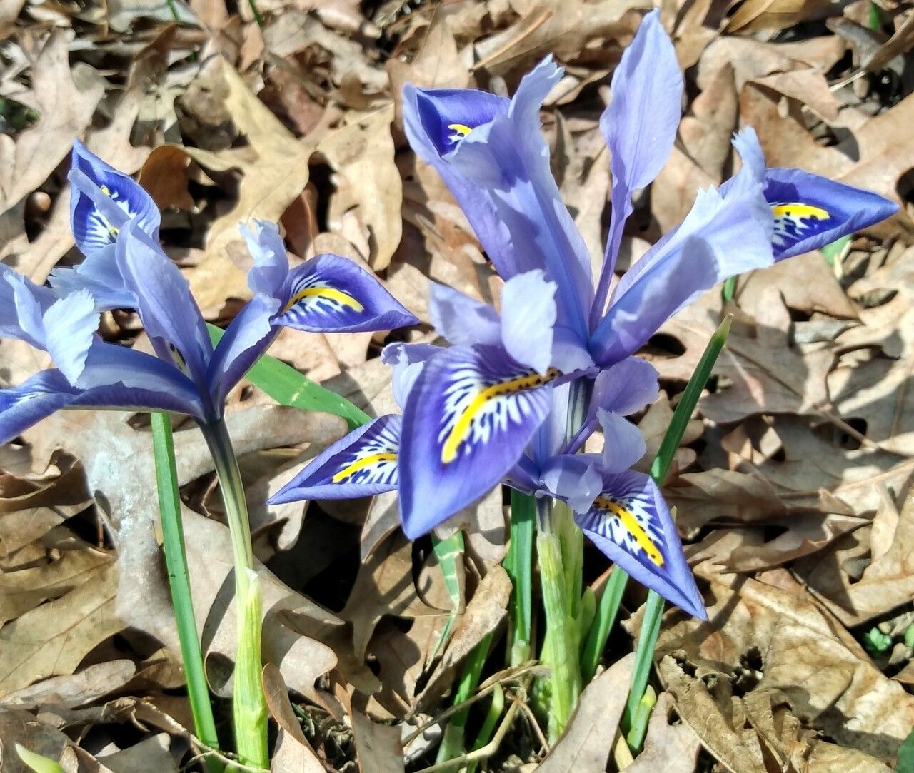 Iris histrio — search result for 'Kyrgyzstan'