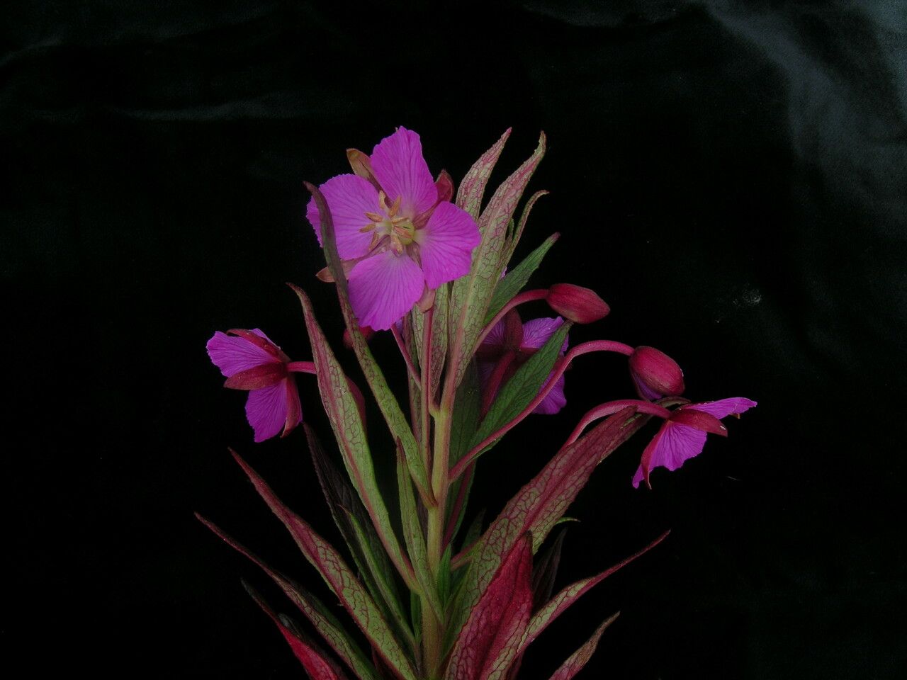 Epilobium conspersum habit