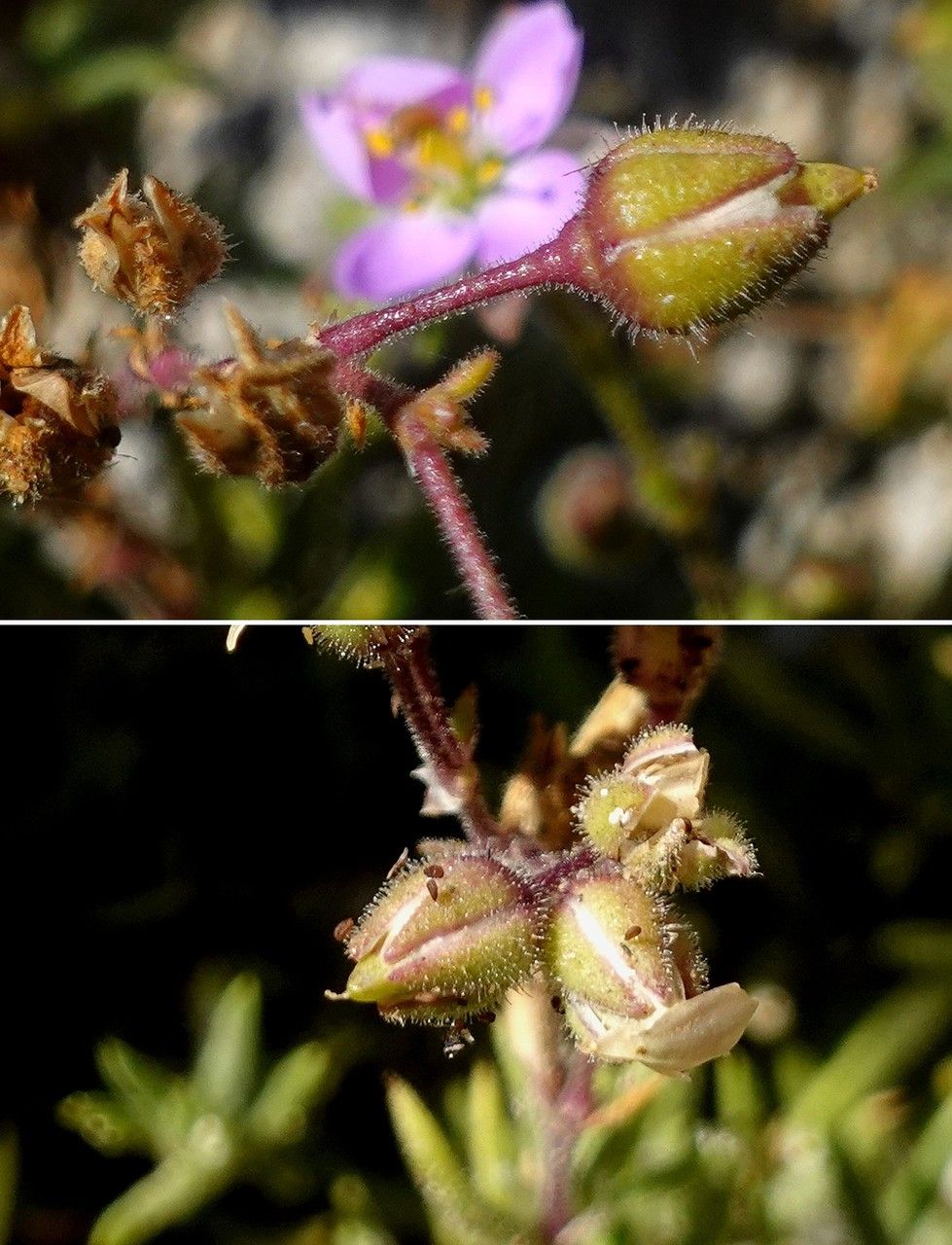 Spergula rupicola fruit