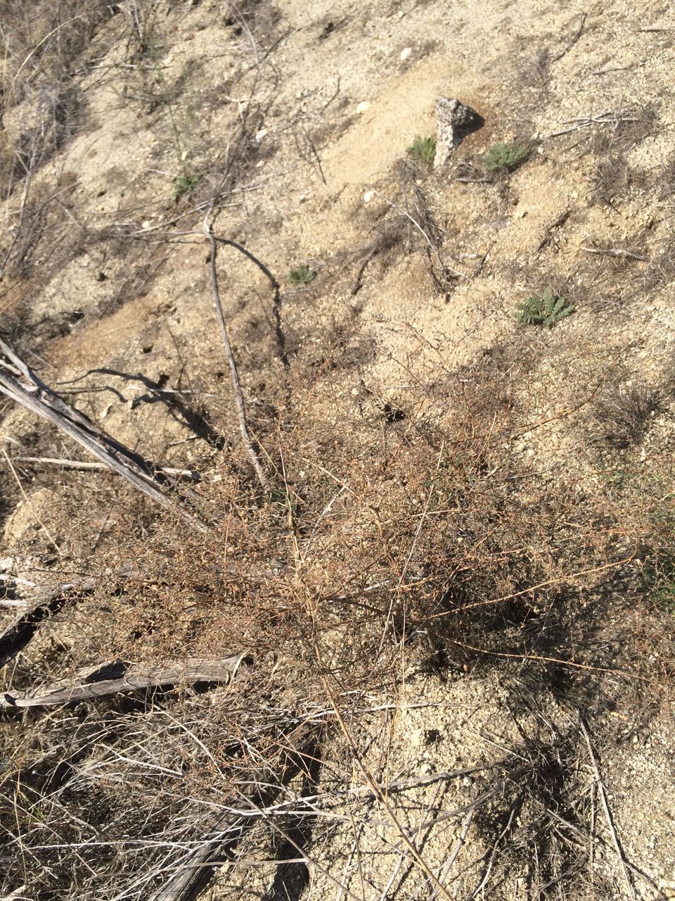 Stephanomeria virgata habit
