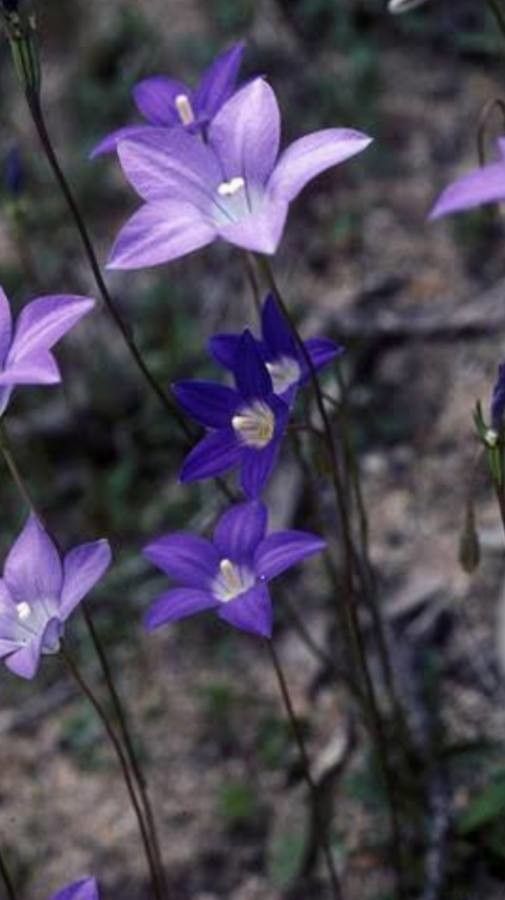 Wahlenbergia gloriosa — search result for 'Campanulaceae'