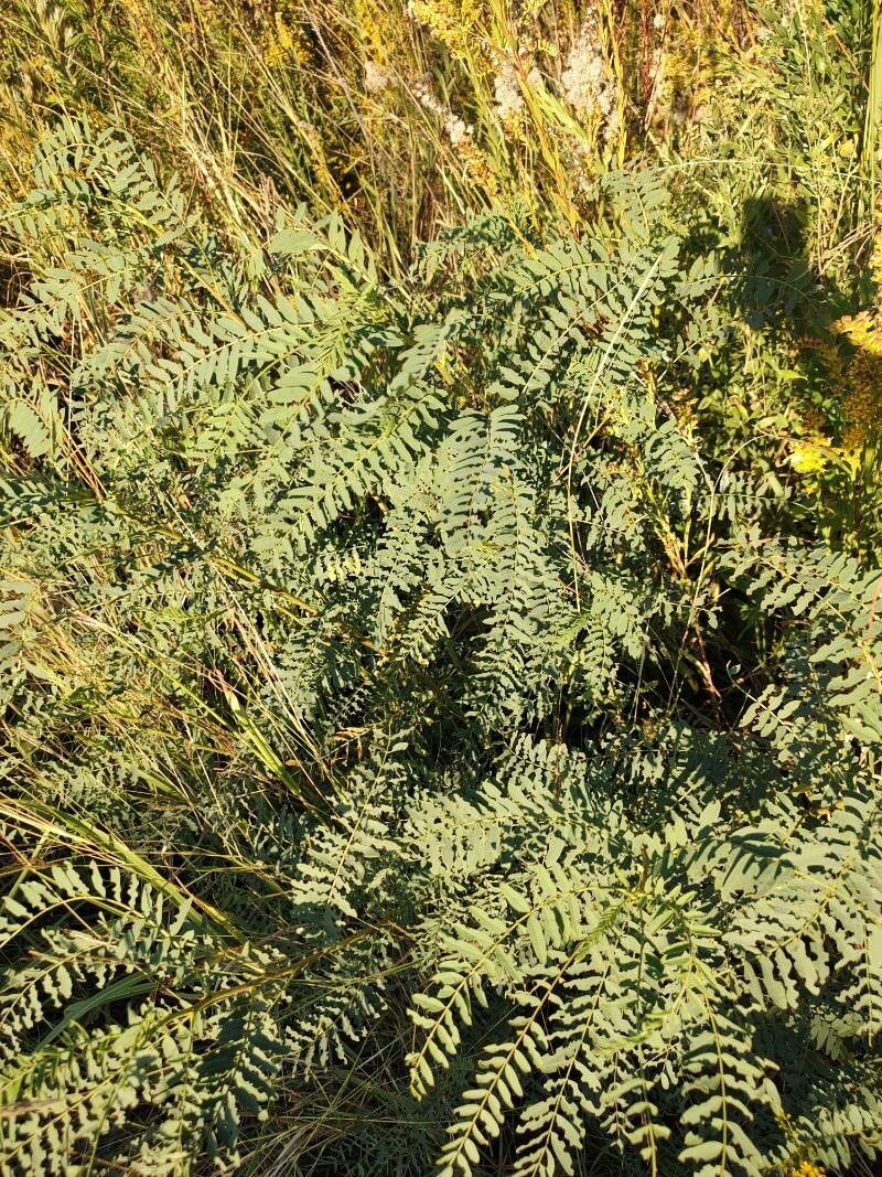 Sesbania drummondii leaf