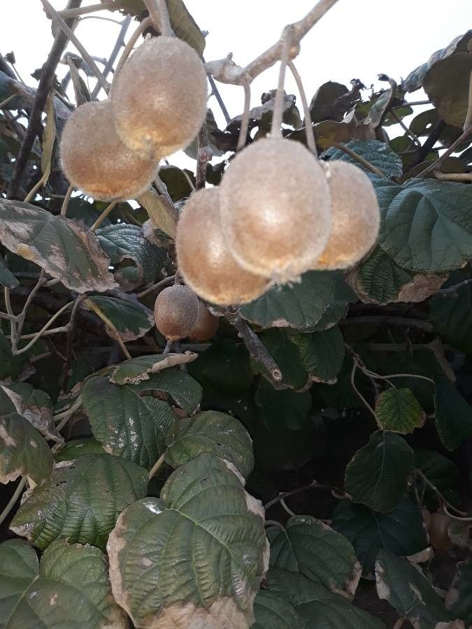 Actinidia chinensis fruit