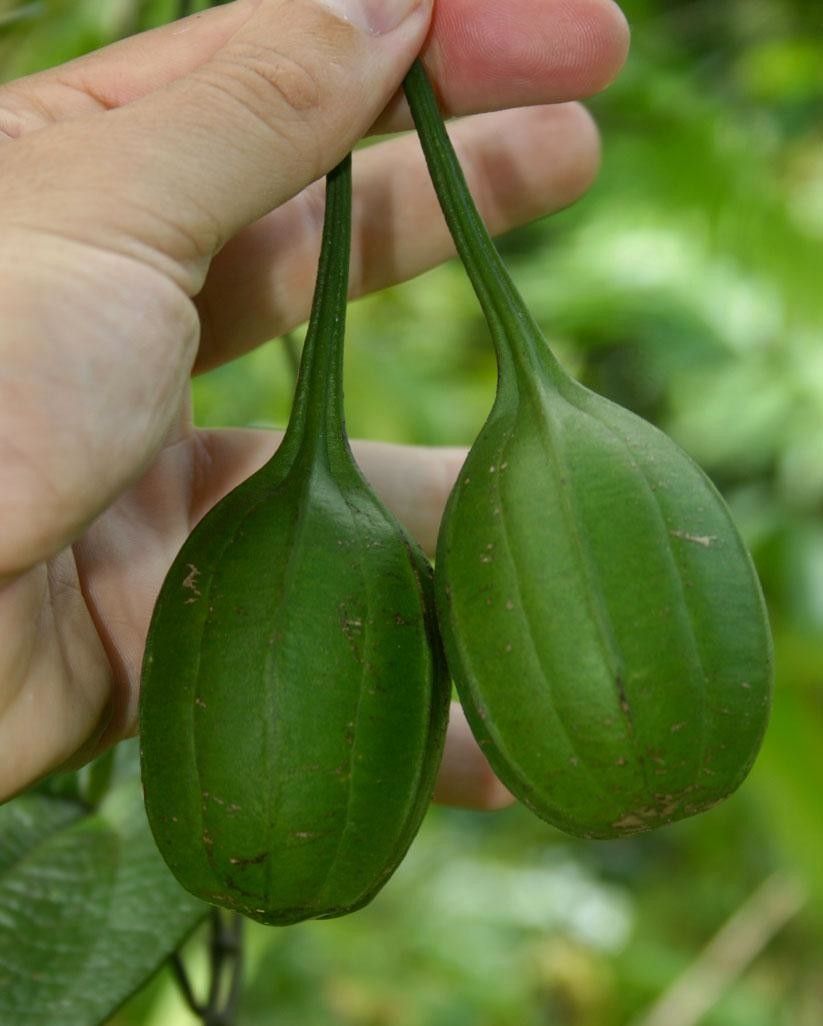 Aristolochia sprucei fruit