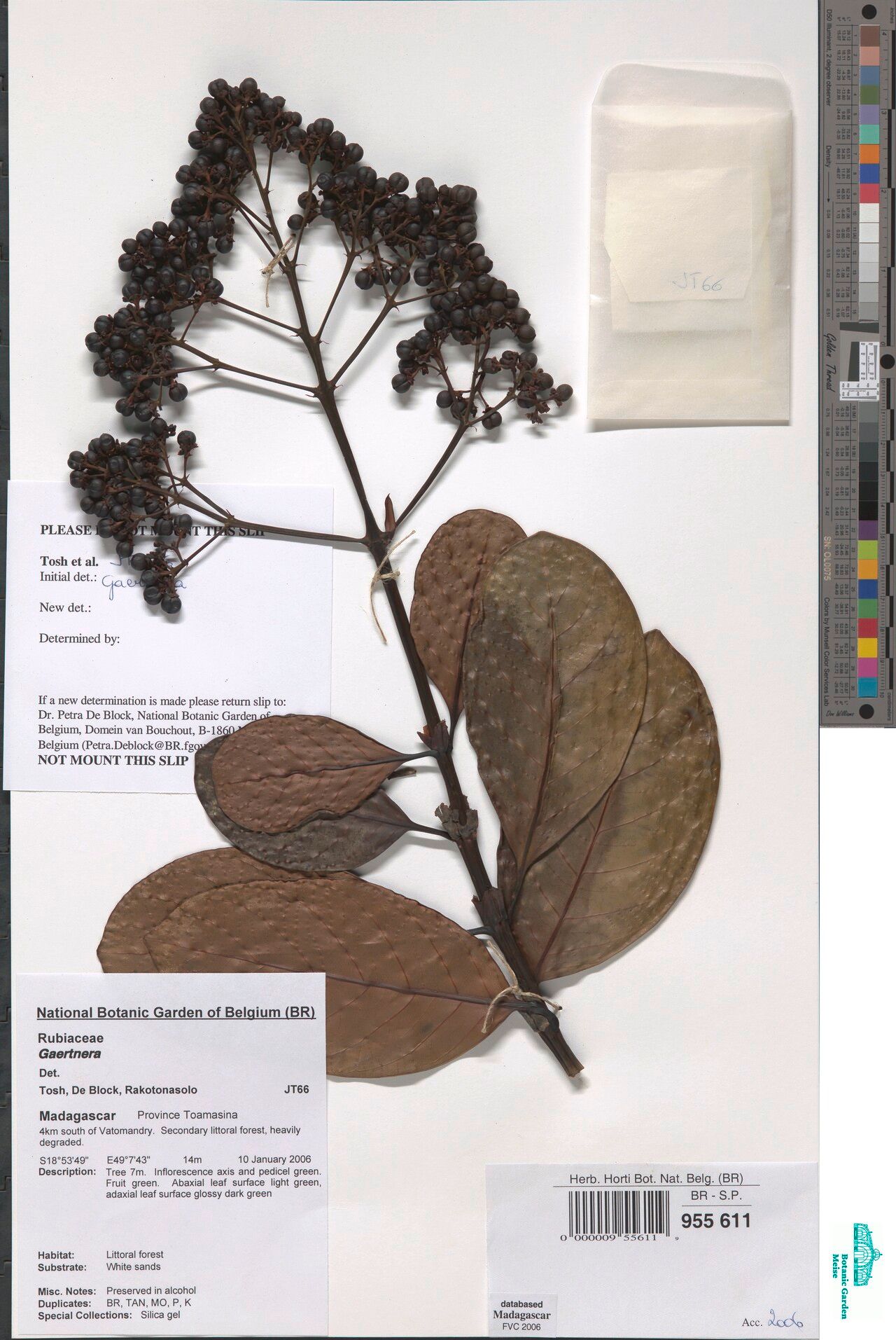 Gaertnera sclerophylla — houseplant care guide