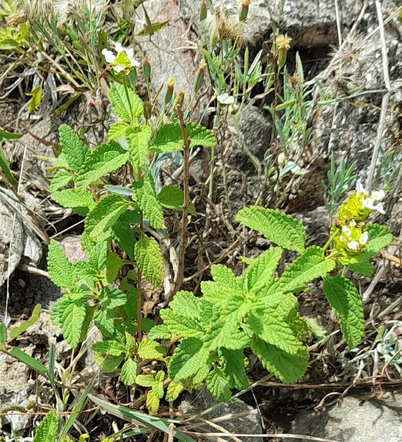 Lantana grisebachii habit