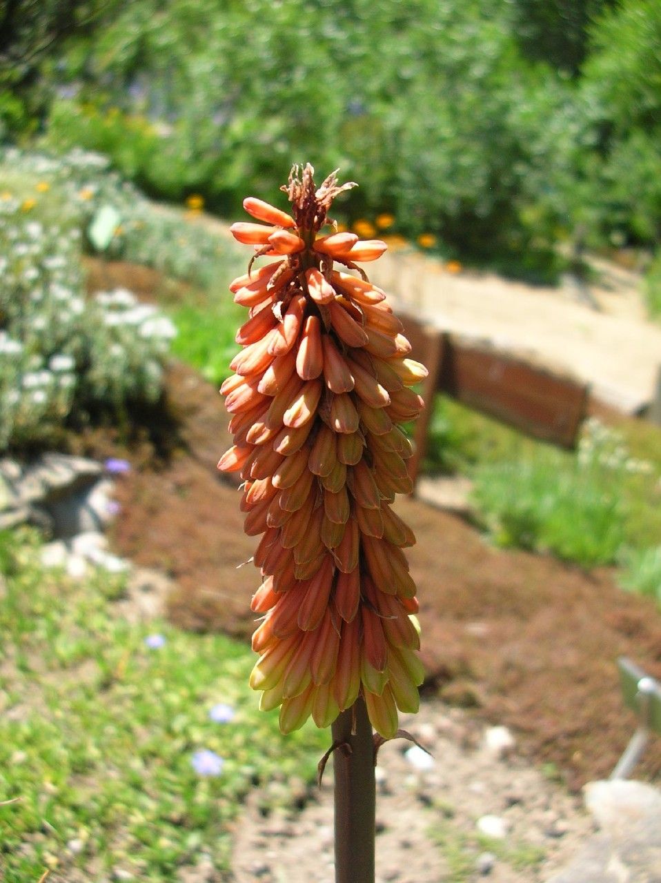 Kniphofia caulescens flower