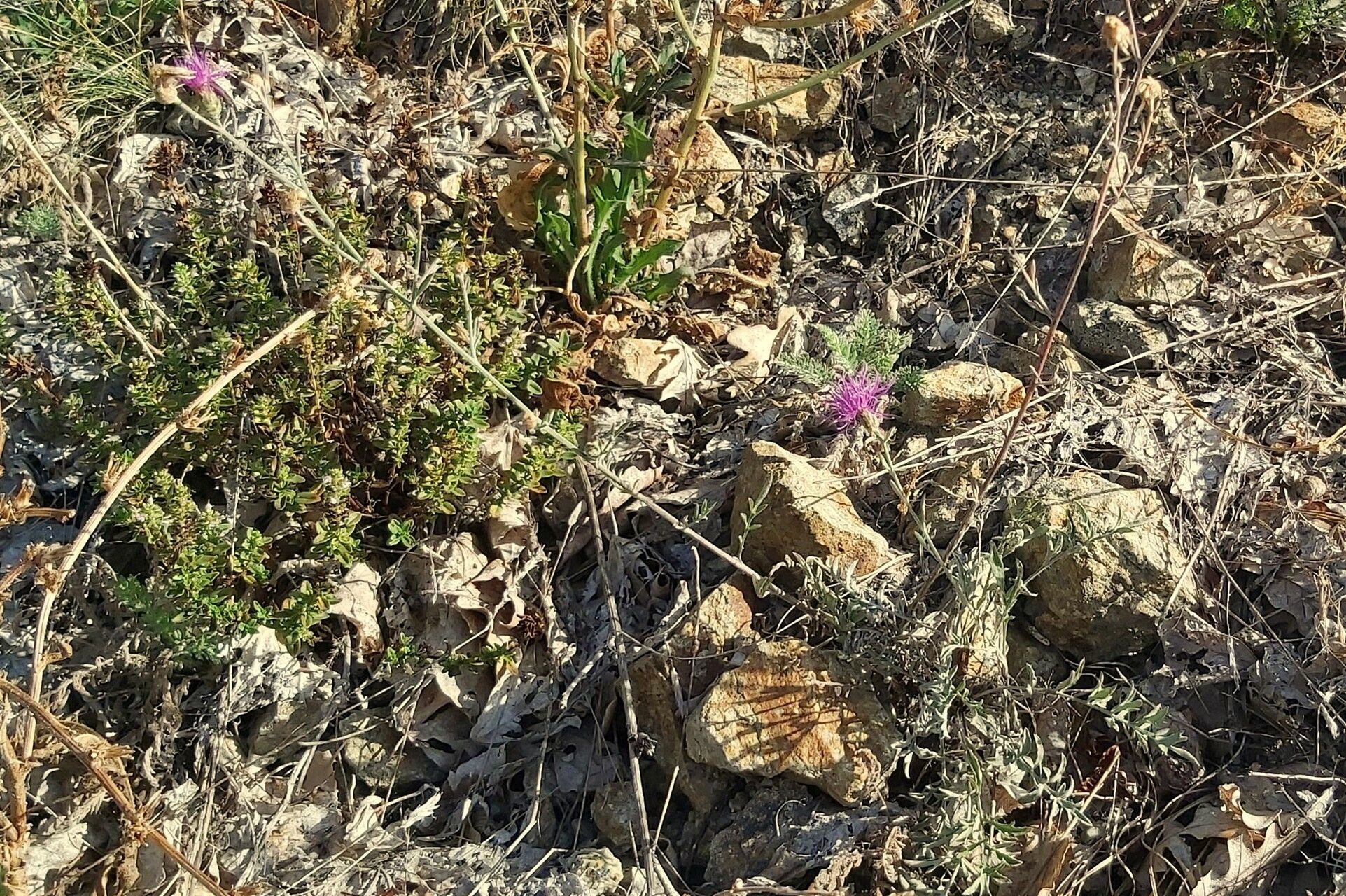 Centaurea biebersteinii habit