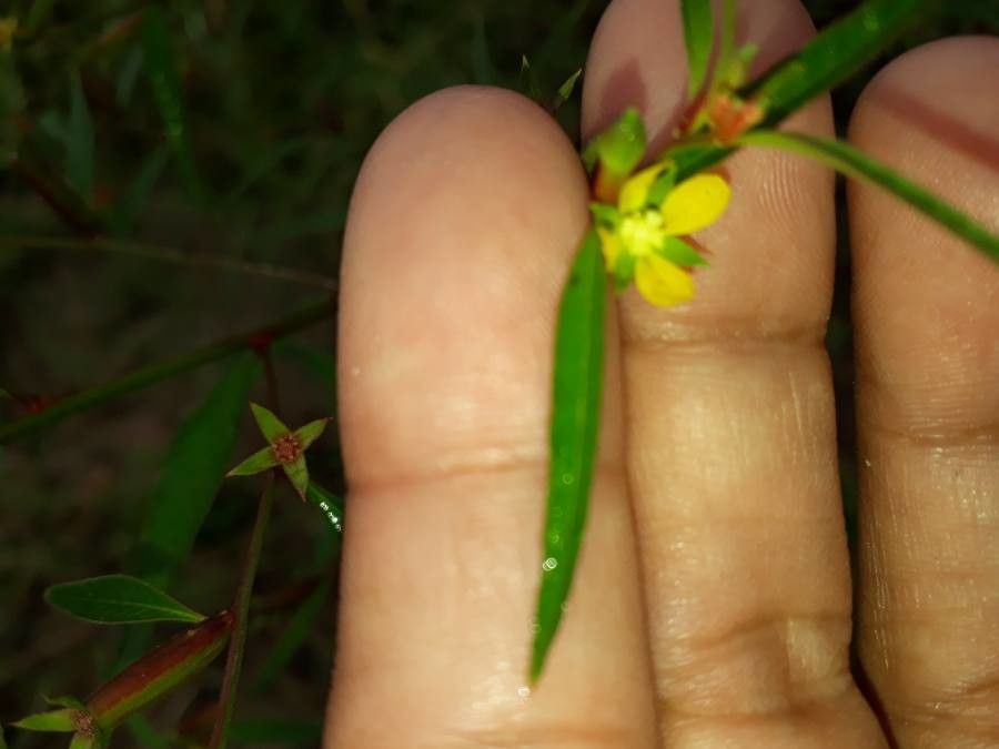 Ludwigia hyssopifolia flower