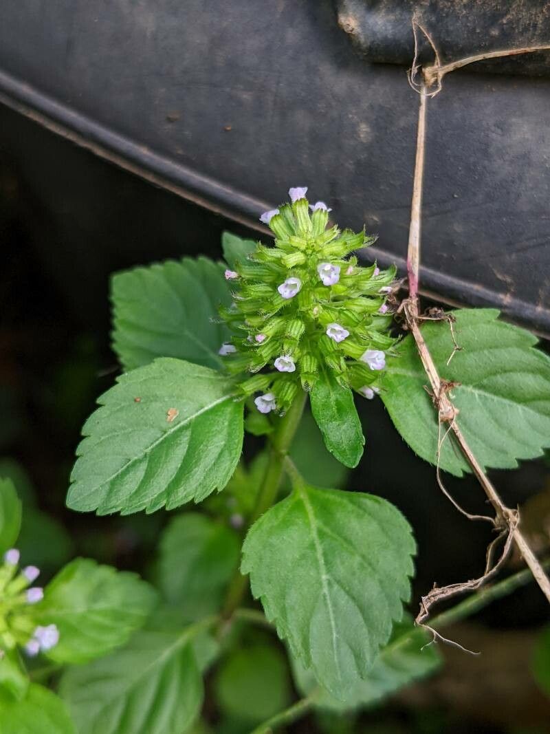Clinopodium gracile flower