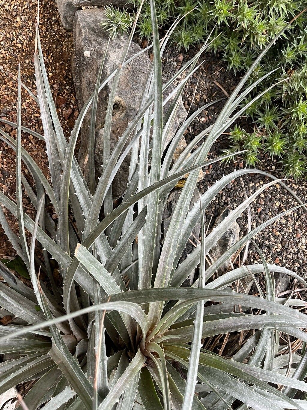 Dyckia velascana — houseplant care guide