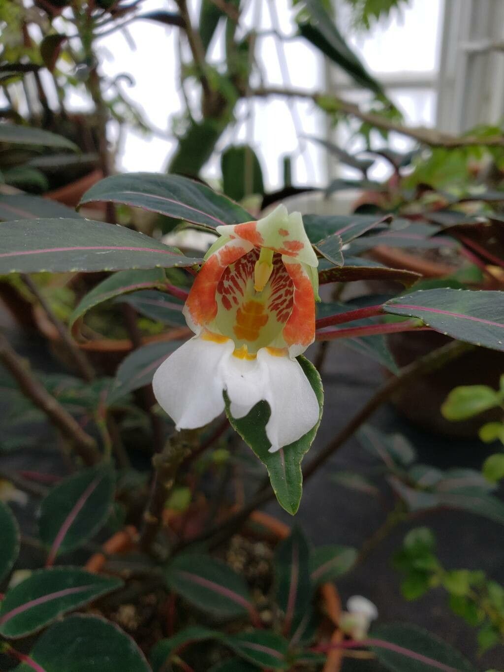 Impatiens morsei flower