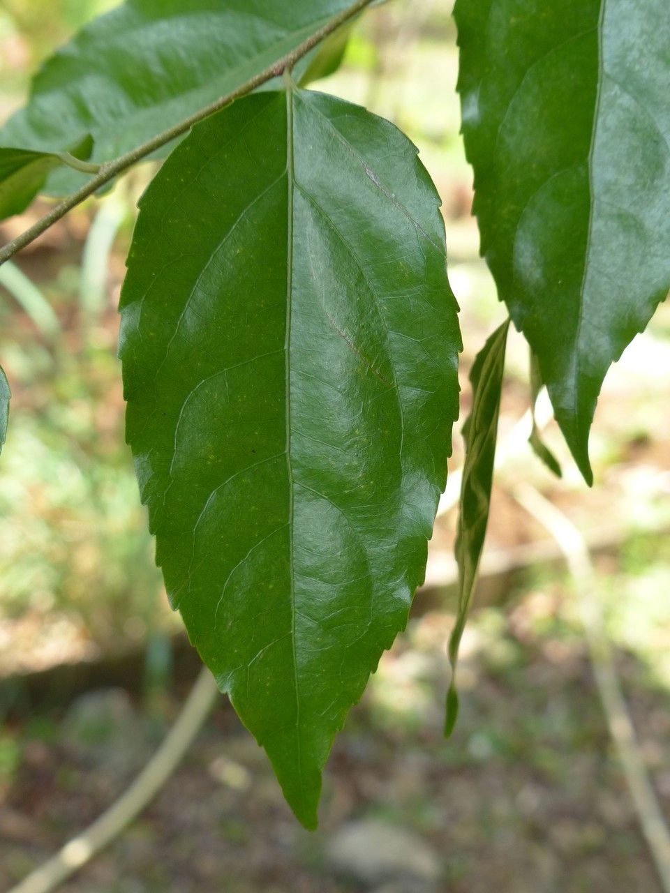 Flacourtia jangomas leaf