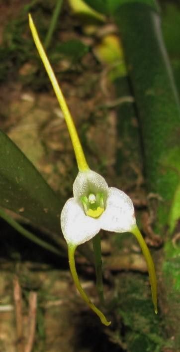 Masdevallia attenuata flower