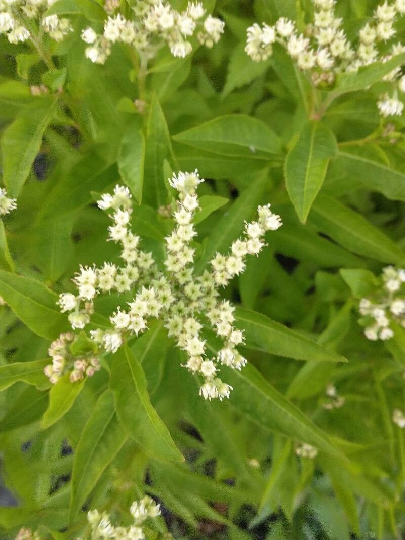 Penthorum sedoides flower