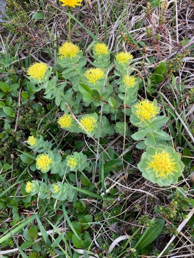 Rhodiola rosea flower