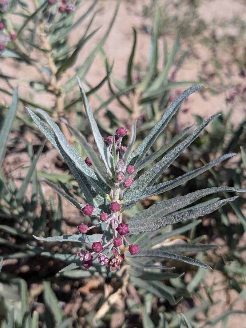 Asclepias brachystephana — search result for 'Asclepias'