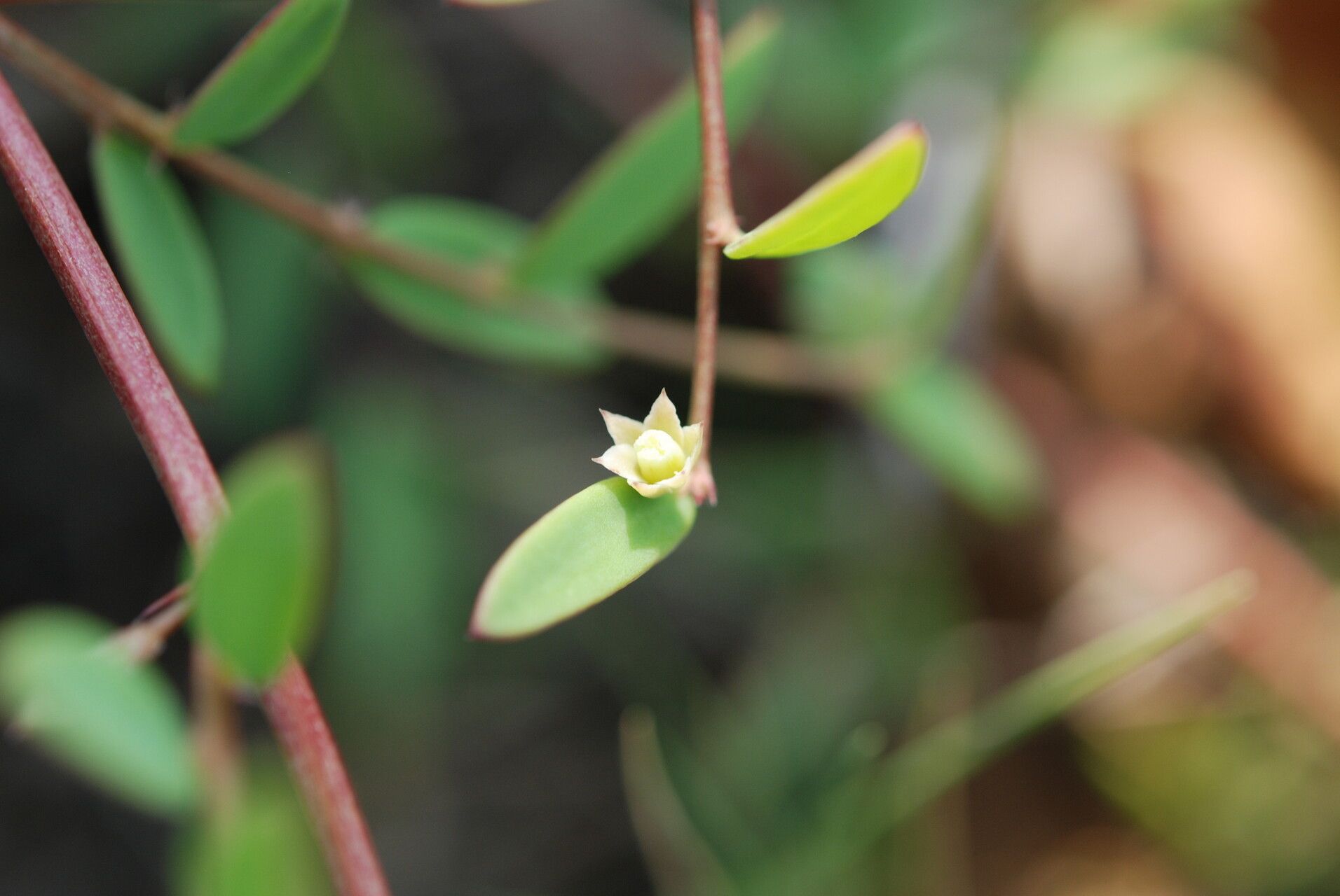 Sauropus bacciformis — related species from the same genus