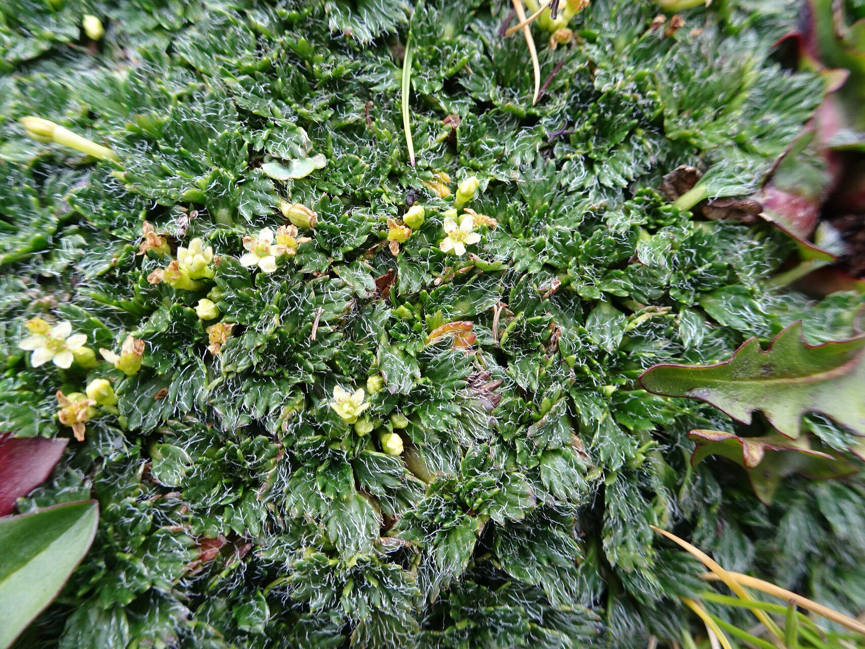 Azorella pulvinata — houseplant care guide