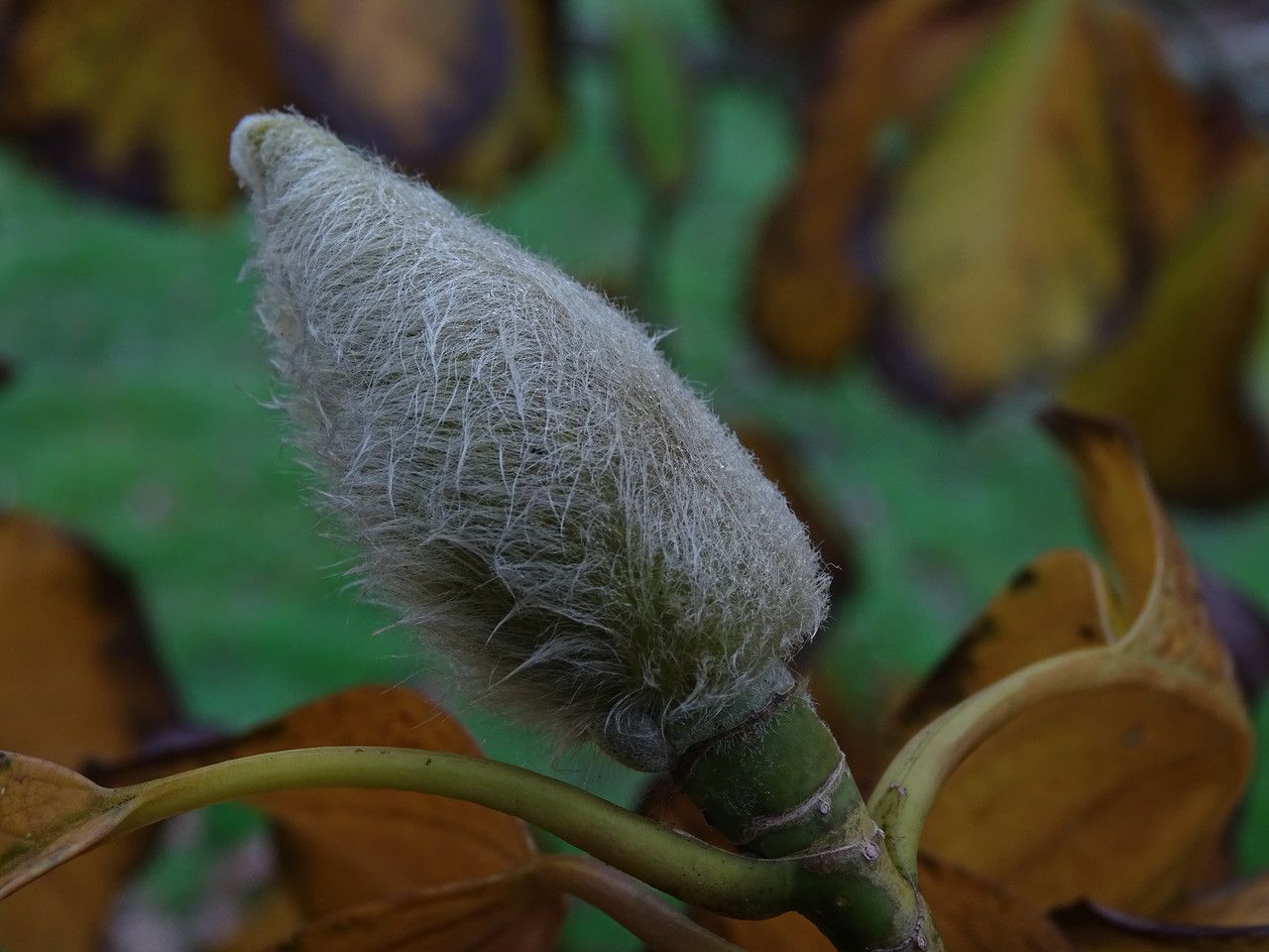 Magnolia sprengeri flower