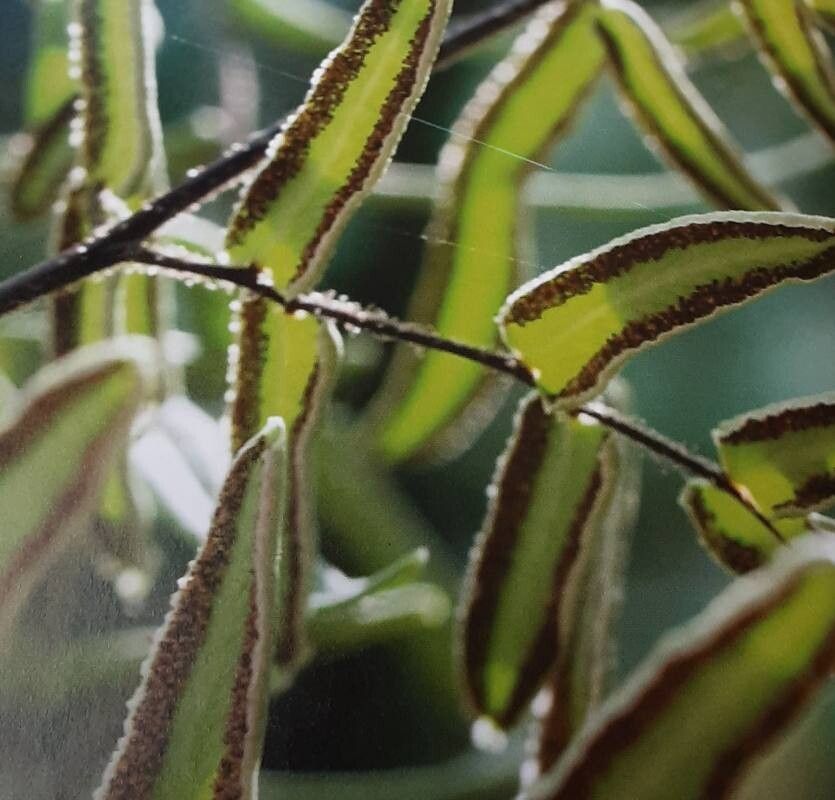 Hemionitis atropurpurea fruit