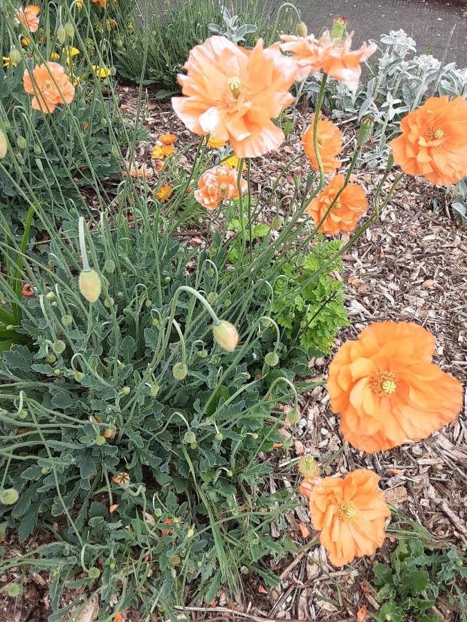 Papaver rupifragum — search result for 'Morocco'