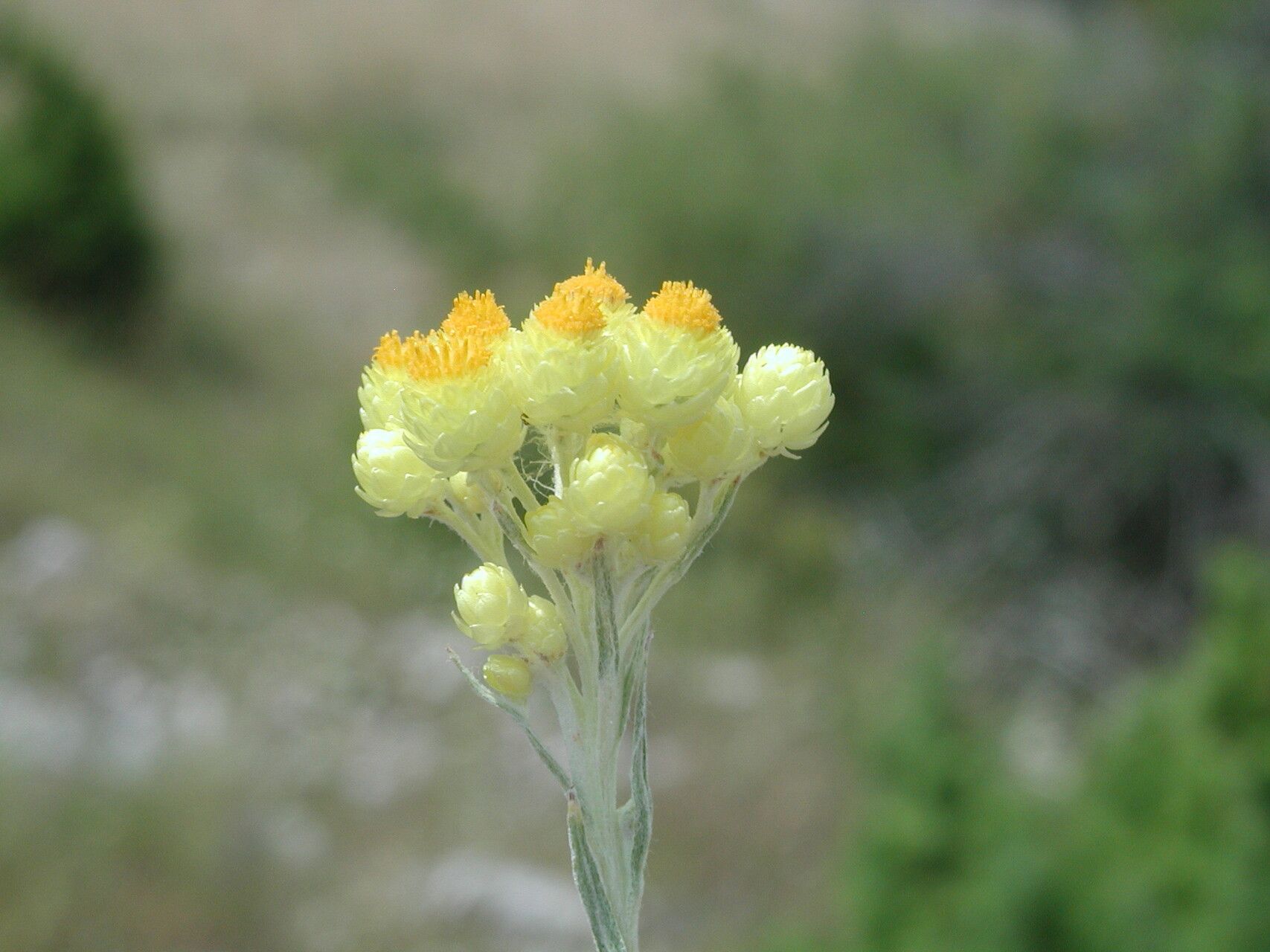 Helichrysum plicatum flower