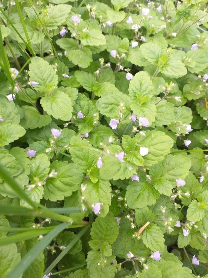 Veronica montana flower