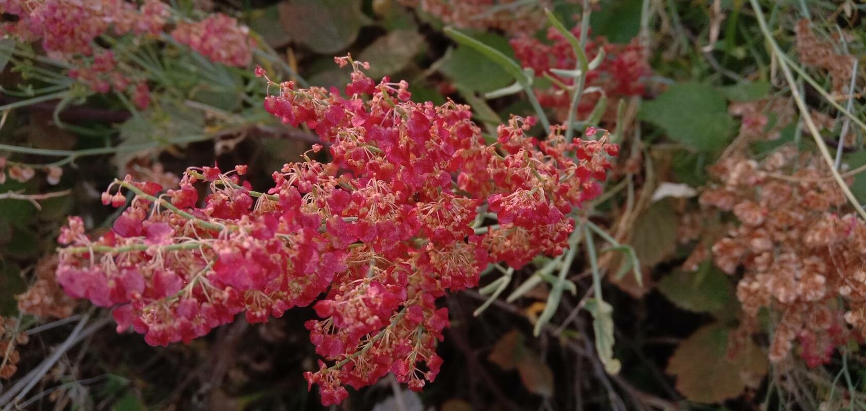 Rumex usambarensis flower