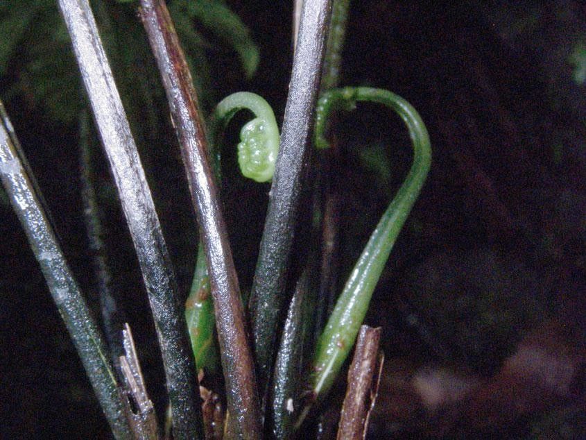 Diplazium prominulum bark