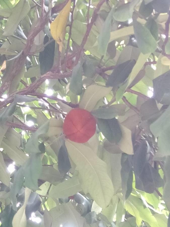 Diospyros discolor fruit