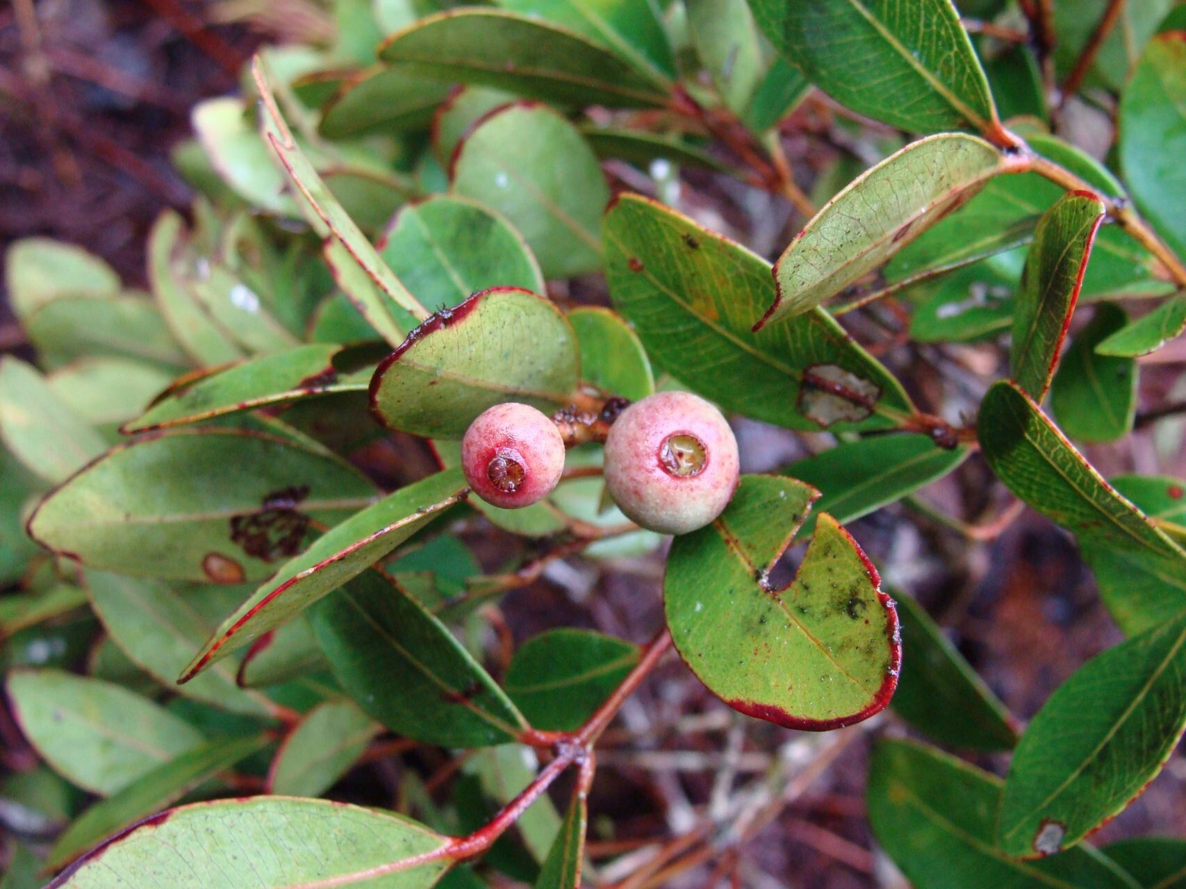 Syzygium schlechterianum fruit