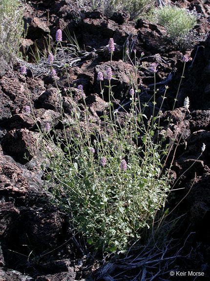 Agastache parvifolia habit
