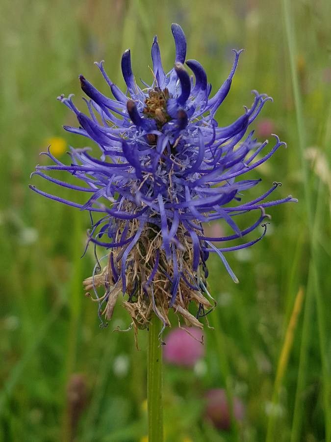 Phyteuma gallicum flower