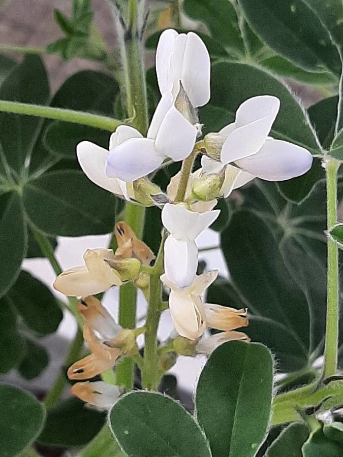 Lupinus albus flower
