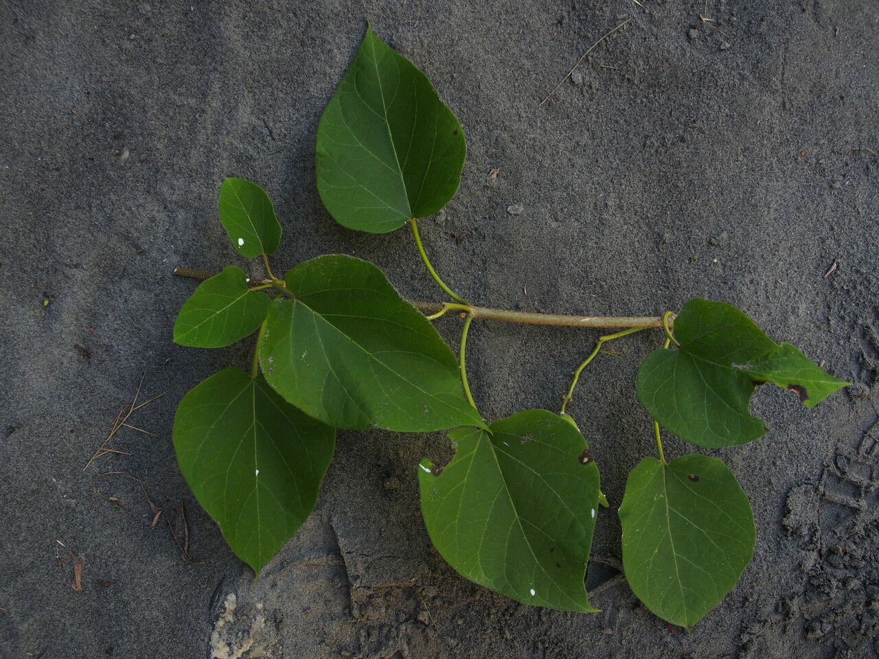 Marsdenia roylei — houseplant care guide