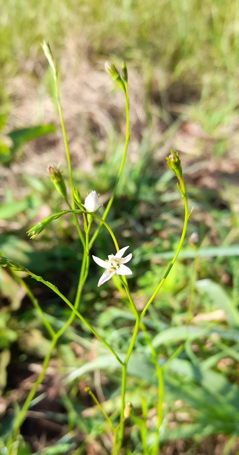 Wahlenbergia linarioides flower