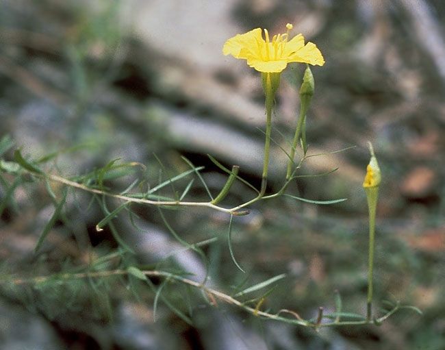 Oenothera toumeyi — search result for 'Oenothera'