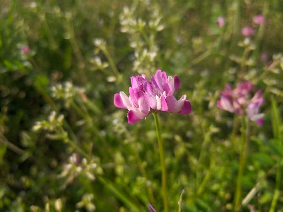 Astragalus sinicus flower