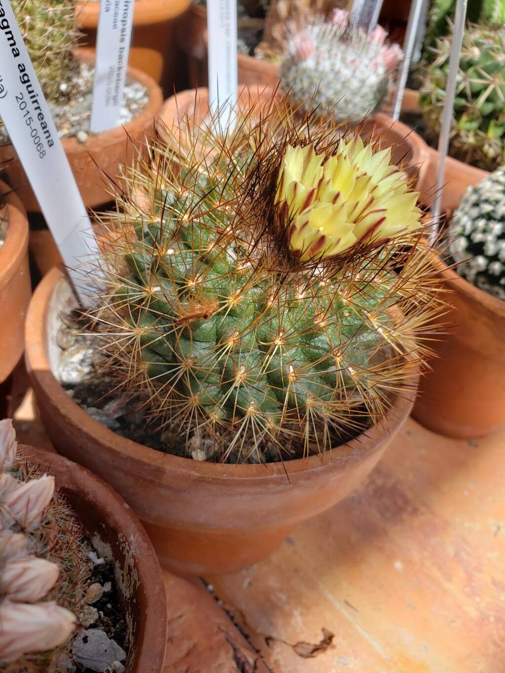 Acharagma aguirreanum habit