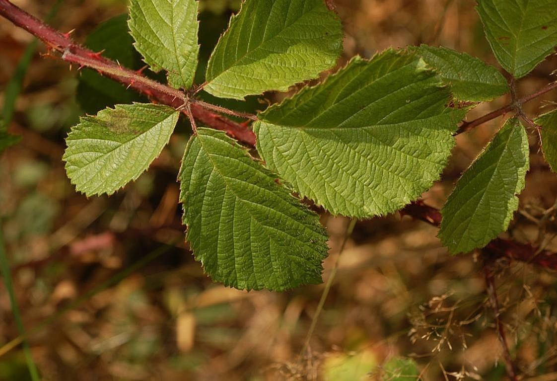 Rubus transvestitus leaf