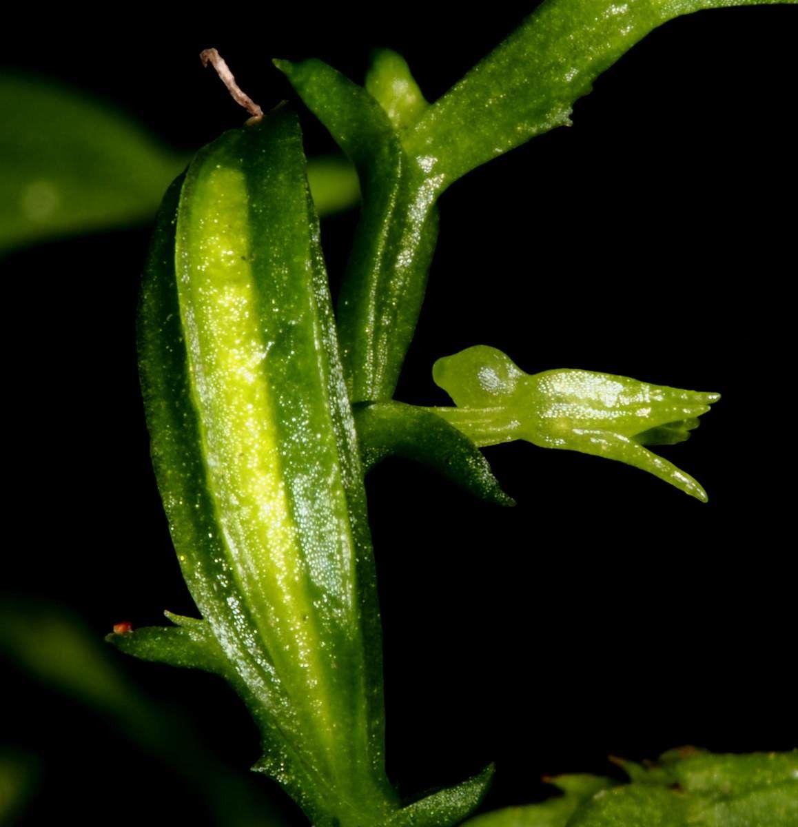 Taeniophyllum rudolfii bark