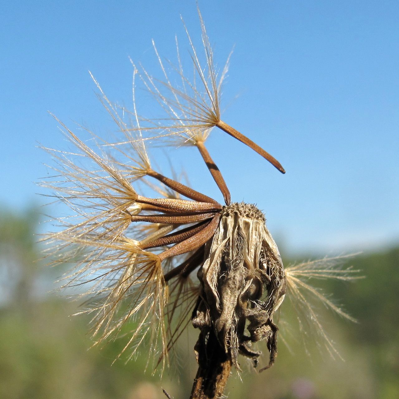 Leontodon hirtus fruit