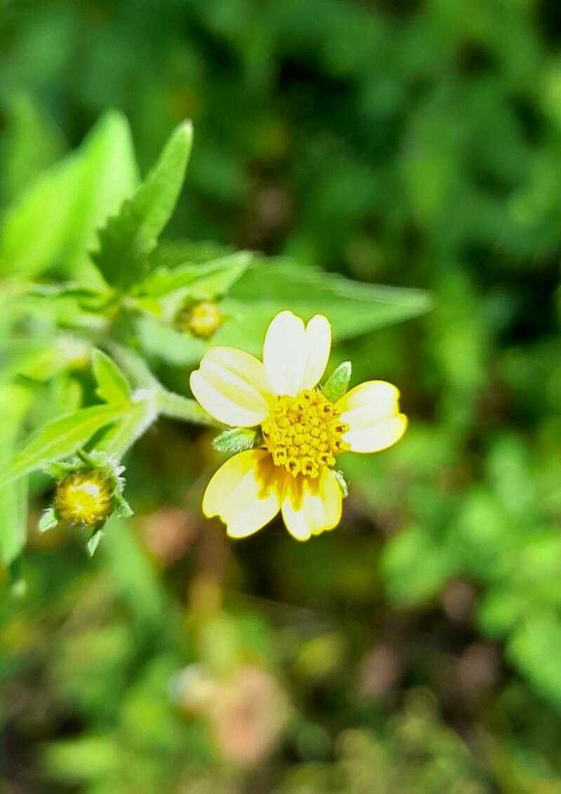 Bidens mandonii flower