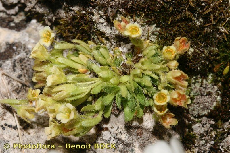 Saxifraga facchinii habit