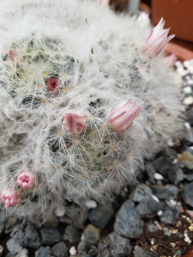 Mammillaria plumosa flower