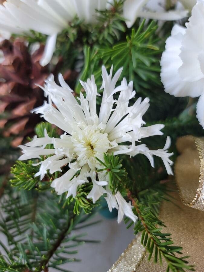 Marshallia caespitosa