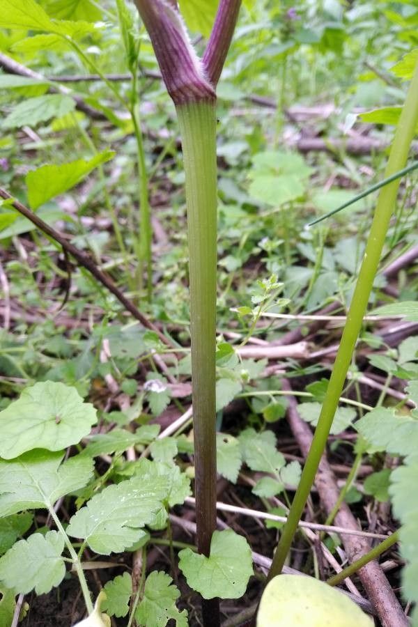 Osmorhiza claytonii bark